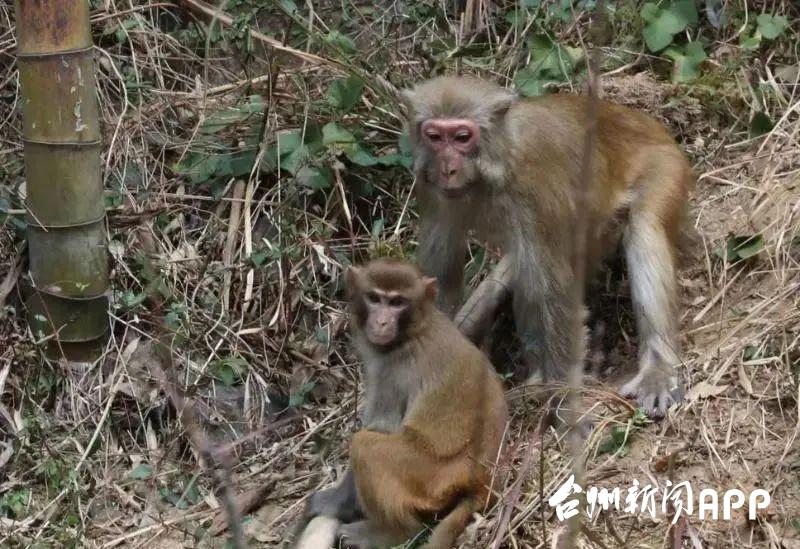 獼猴下山“做客”記