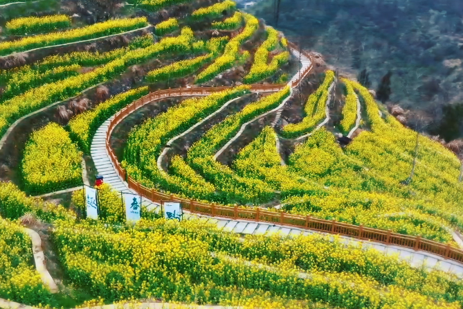 黃巖：龍脊梯田漫山灑“金”