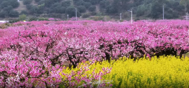 看萬(wàn)畝桃花，去白水洋就足夠了