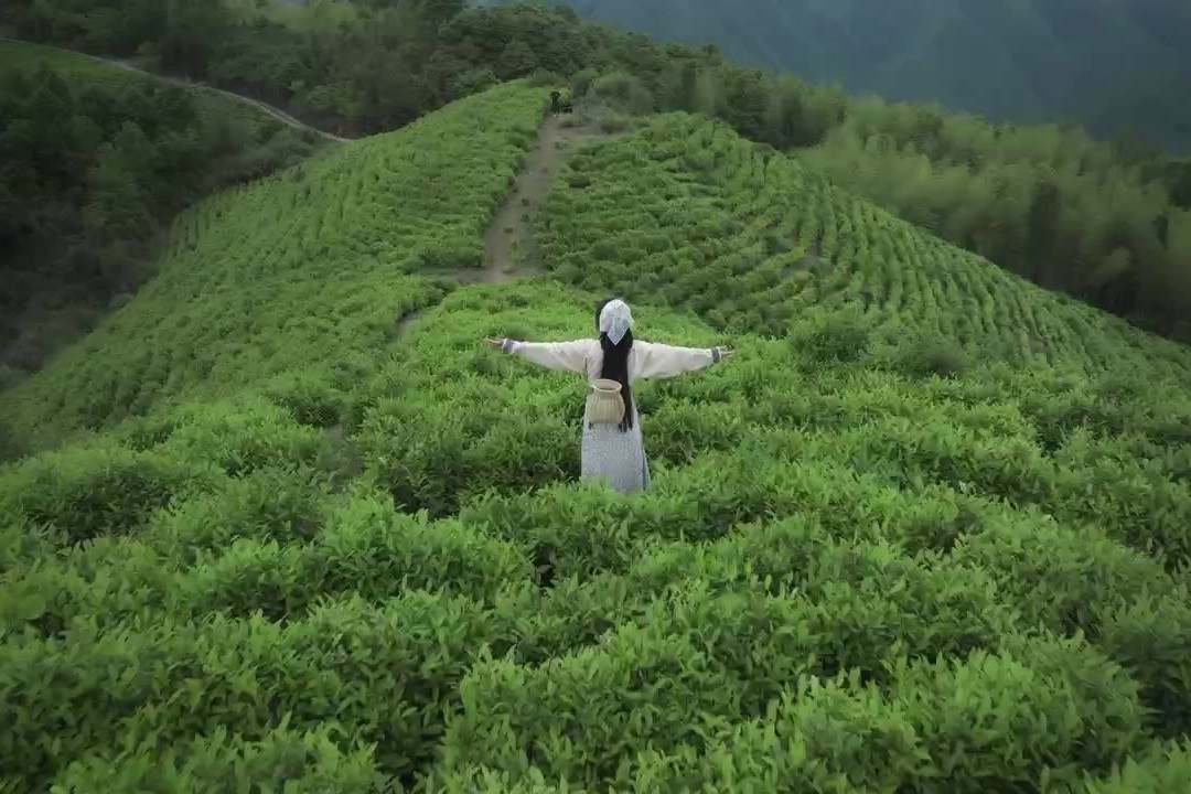 寧溪茶園，世外桃源