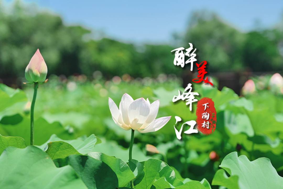 盛夏下陶，“荷”你有約！